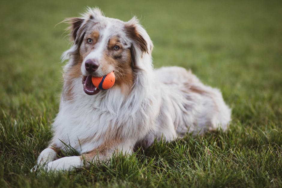 Hundesteuer bezahlen warum